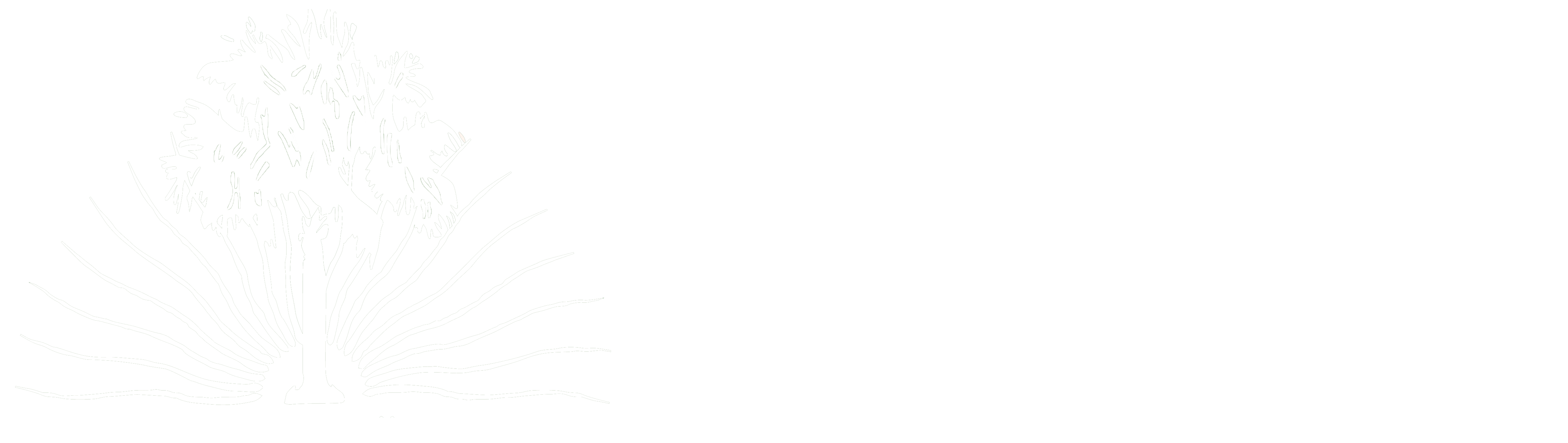 Palmetto Dental Arts